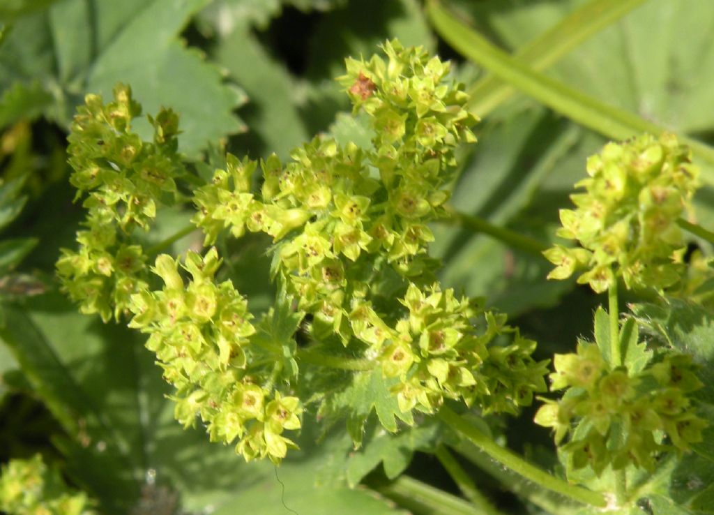 Alchemilla sp: impossibile....